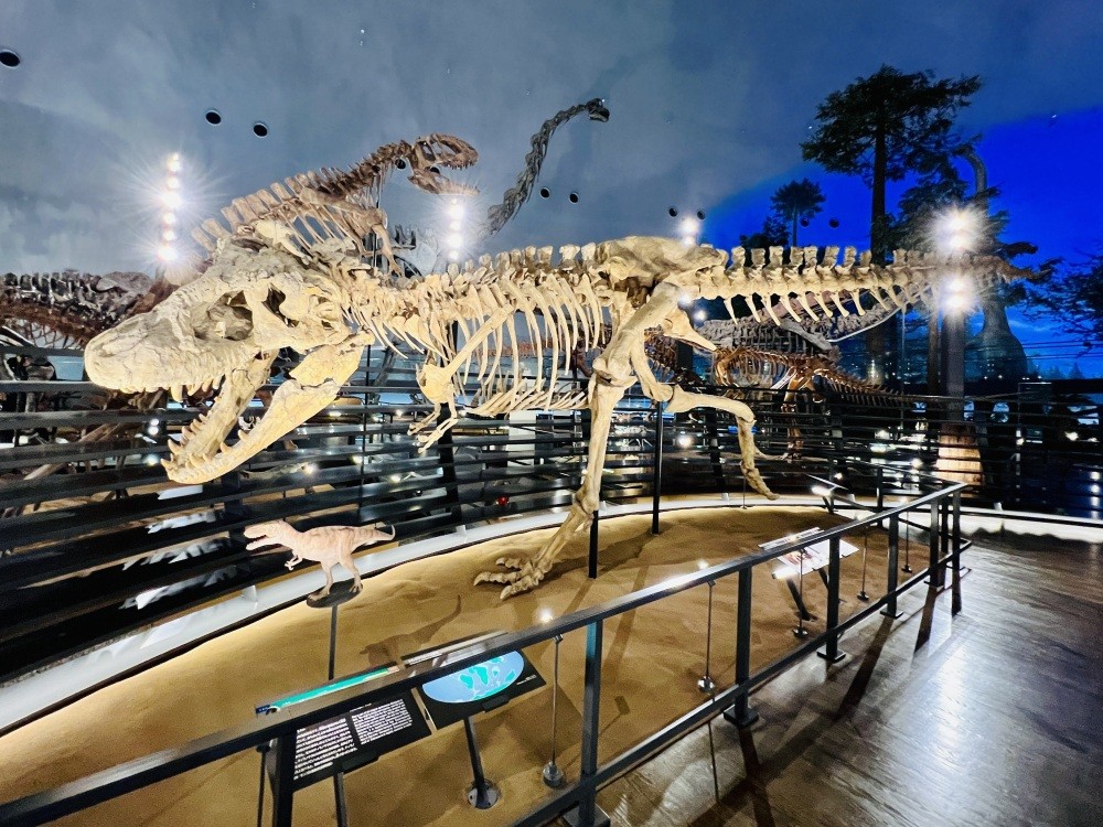 恐竜骨格が50体に増加！